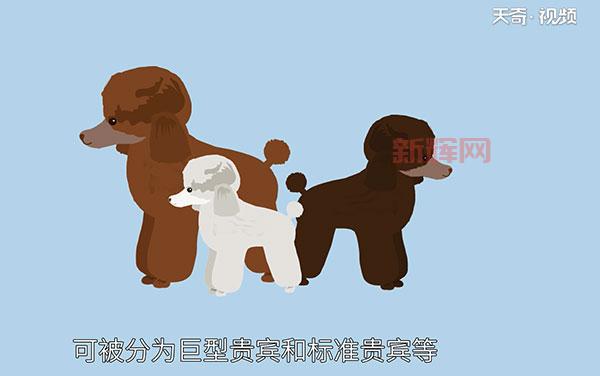 泰迪犬和贵宾犬： 哪个更适合你？ 优缺点对比分析