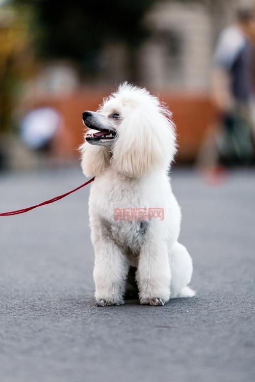 泰迪犬和贵宾犬： 哪个更适合你？ 优缺点对比分析