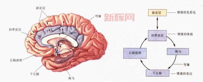 七情六欲的深层解析：情感与欲望的来源与影响