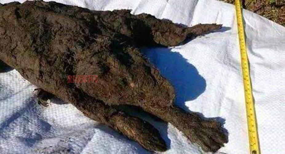 48500年冷冻病毒被复活，科学家揭示古代病毒重生