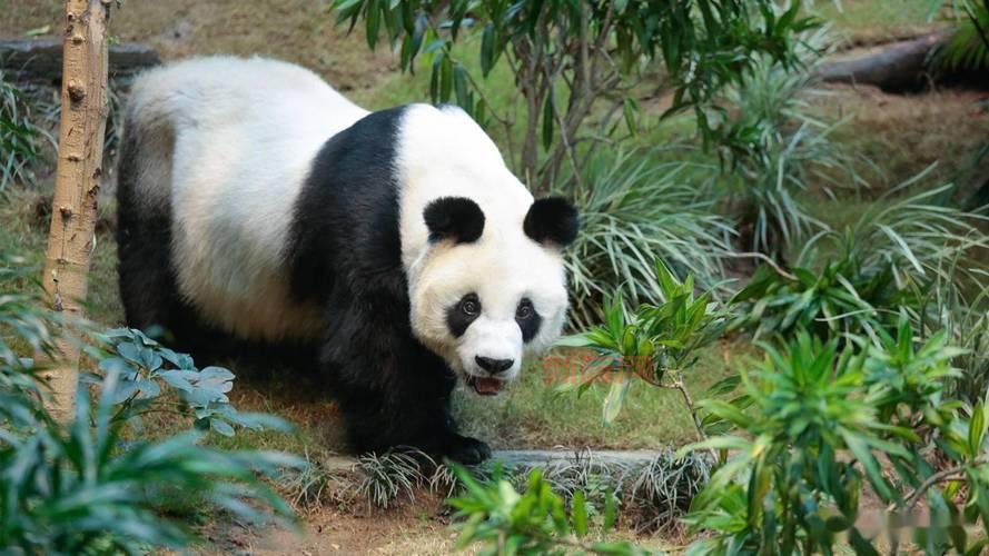 大熊猫“安安”正式落户香港：解密安安的成长历程与生活