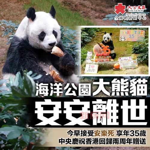大熊猫“安安”正式落户香港：解密安安的成长历程与生活