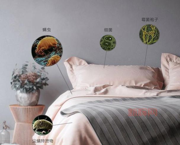床上的螨虫：识别方法与健康隐患解析