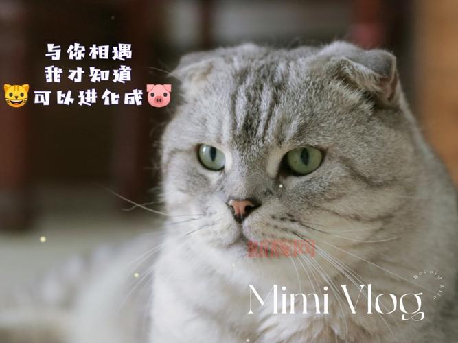 什么叫萌？探索“萌”字的进化与文化意义