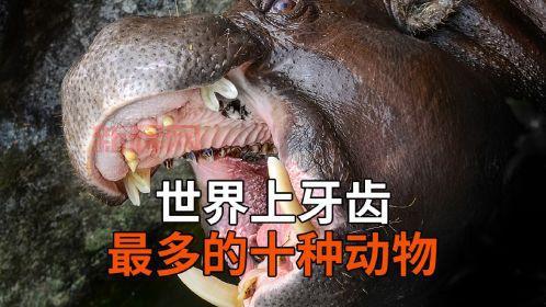 冷知识揭秘：哪种动物拥有一口超级锋利的牙齿？