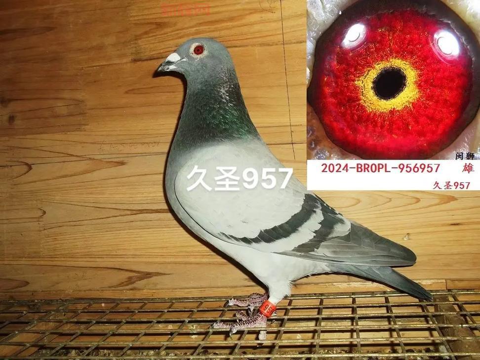 赛尔号小鲫鱼厉害吗？极品性格技能全面解析！