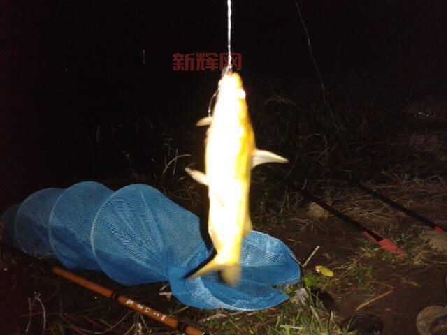 喜欢夜钓？夜鳞鲷鱼只有晚上有吗？钓鱼技巧分享！