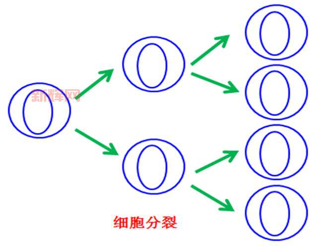 细胞分裂6