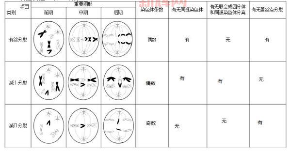 细胞分裂6
