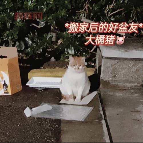 动物搬家游戏玩法解析：轻松上手的搞笑冒险