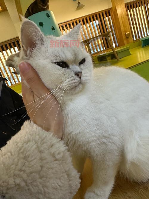 喵星厨做法大公开！只需几步，猫咪爱吃到不行！