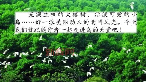 天堂鸟论坛和贴吧哪个好？深度对比分析！