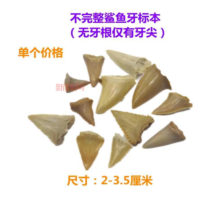 想了解水中迅捷之鲨鱼牙吗？这篇文章告诉你答案！