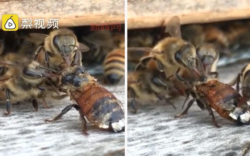 一个蜜蜂三个梨打一成语是什么？答案很简单！