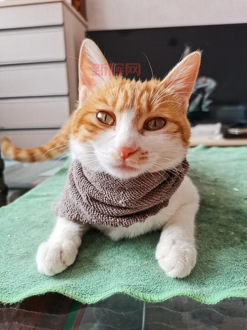 猫七七妈妈个人资料遭曝光？快来了解她背后的故事和背景！