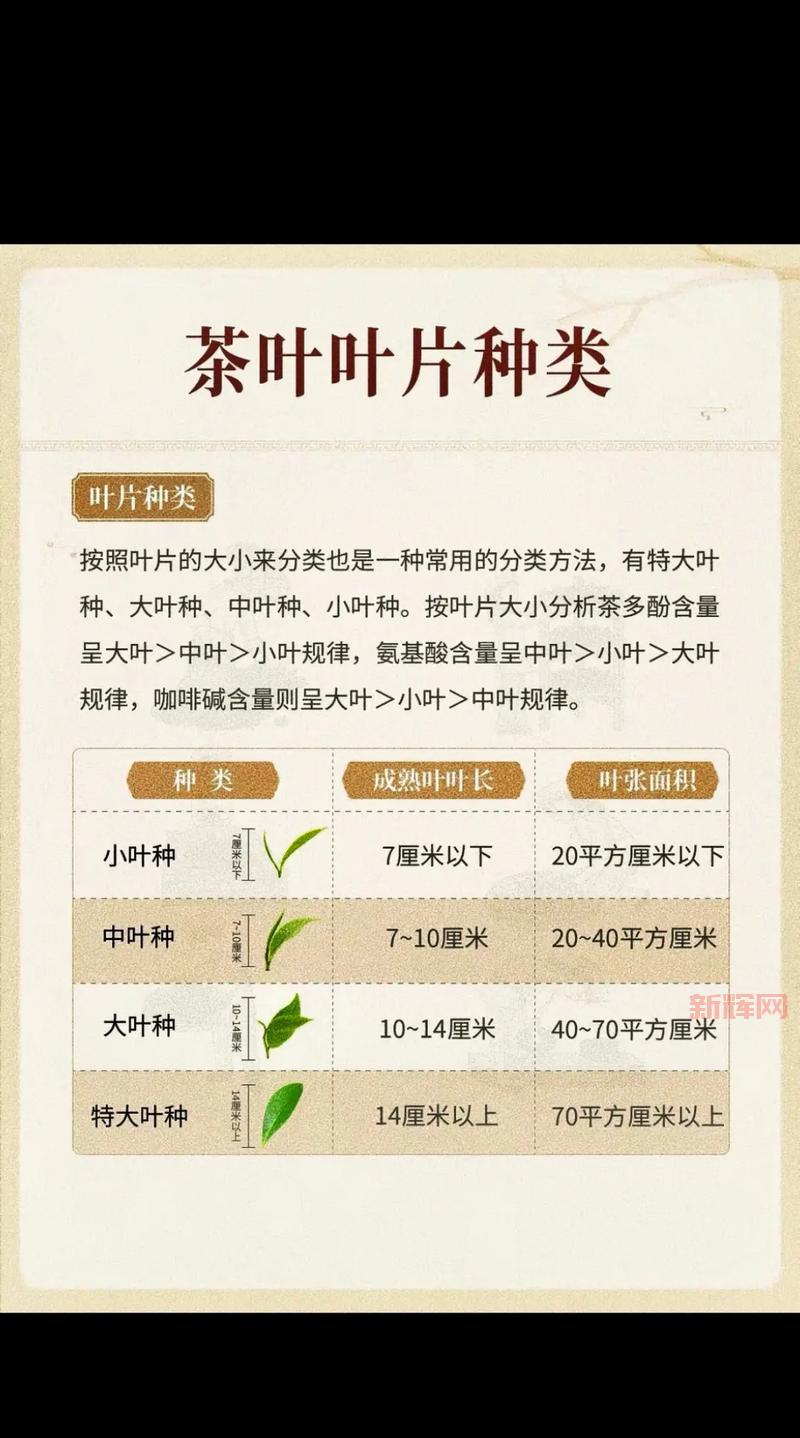 主叶群品种有哪些？不同品种的主叶群介绍！