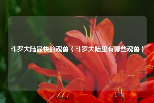 斗罗大陆最快的魂兽（斗罗大陆里有哪些魂兽）