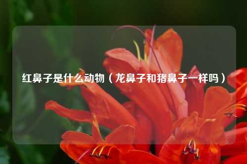 红鼻子是什么动物（龙鼻子和猪鼻子一样吗）