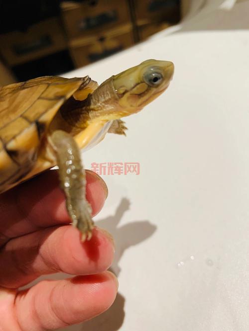 火尾瓦特寿命有多长？饲养环境有什么要求？
