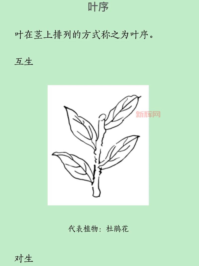 主叶群品种有哪些？不同品种的主叶群介绍！